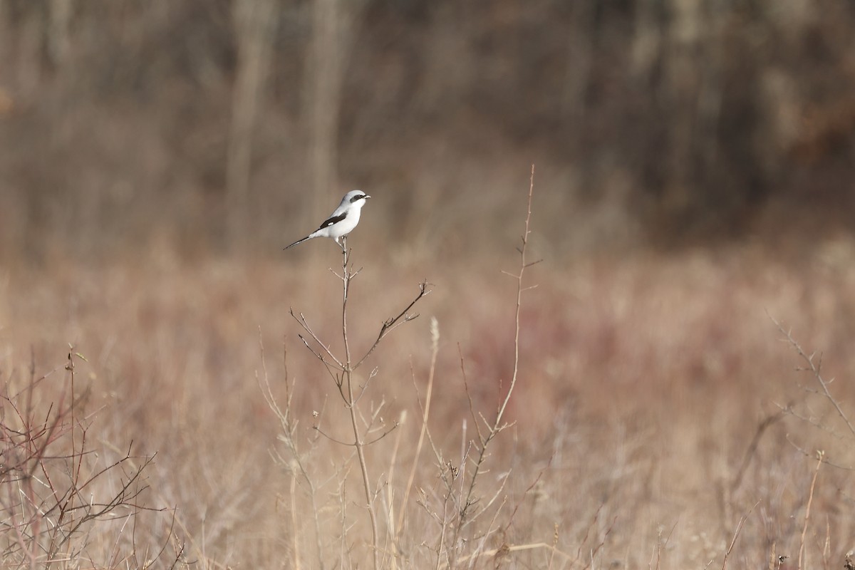 Loggerhead Shrike - ML611743897