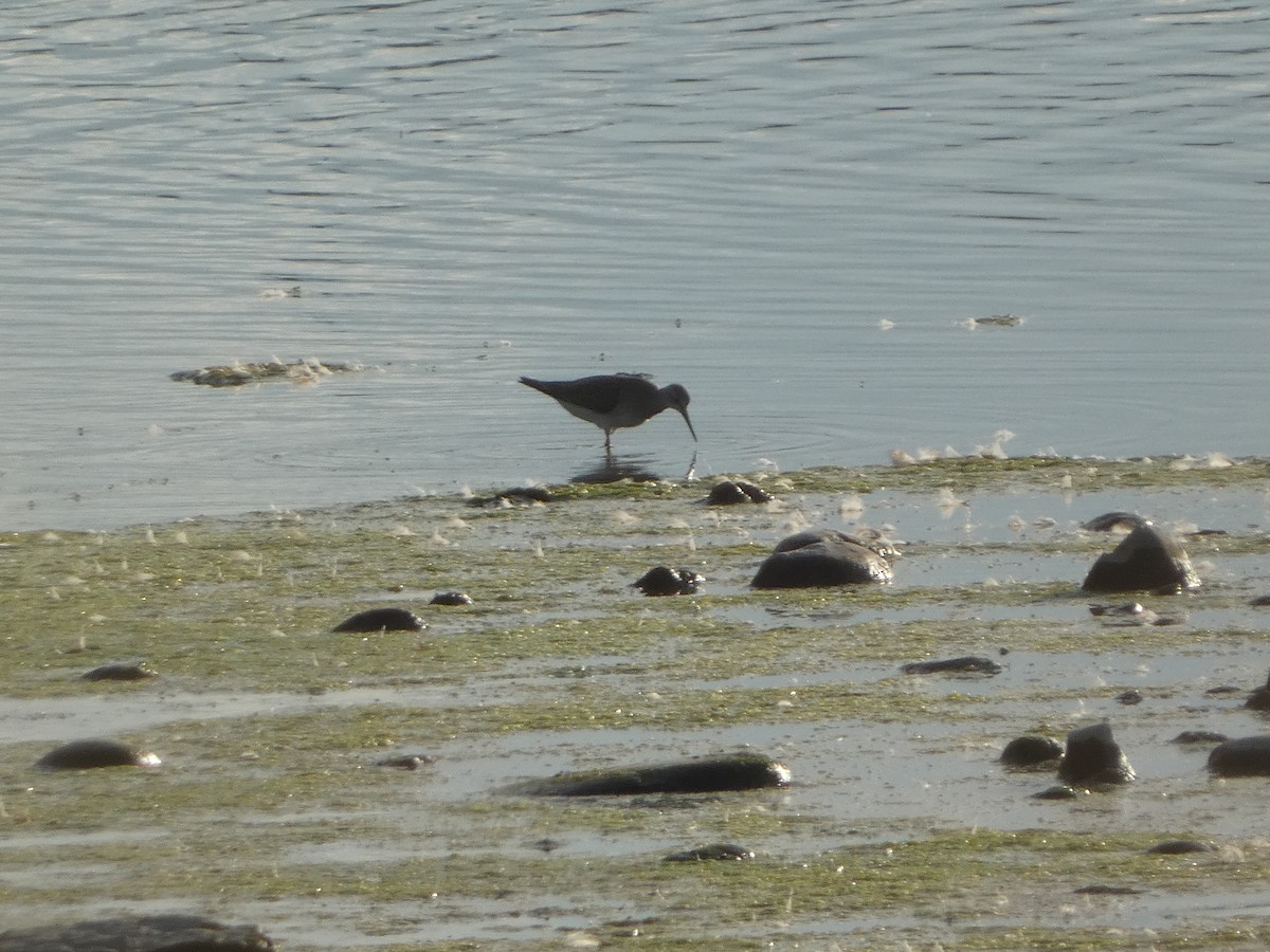 Solitary Sandpiper - ML611744221