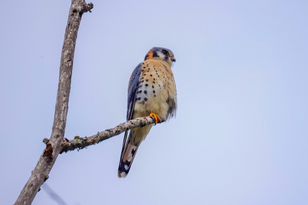 American Kestrel - ML611744384
