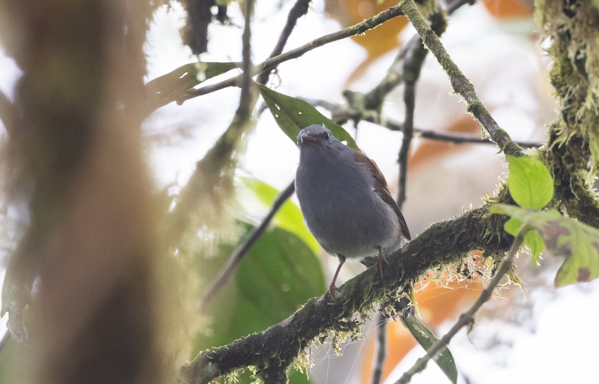 Andean Solitaire (plumbeiceps) - ML611744547