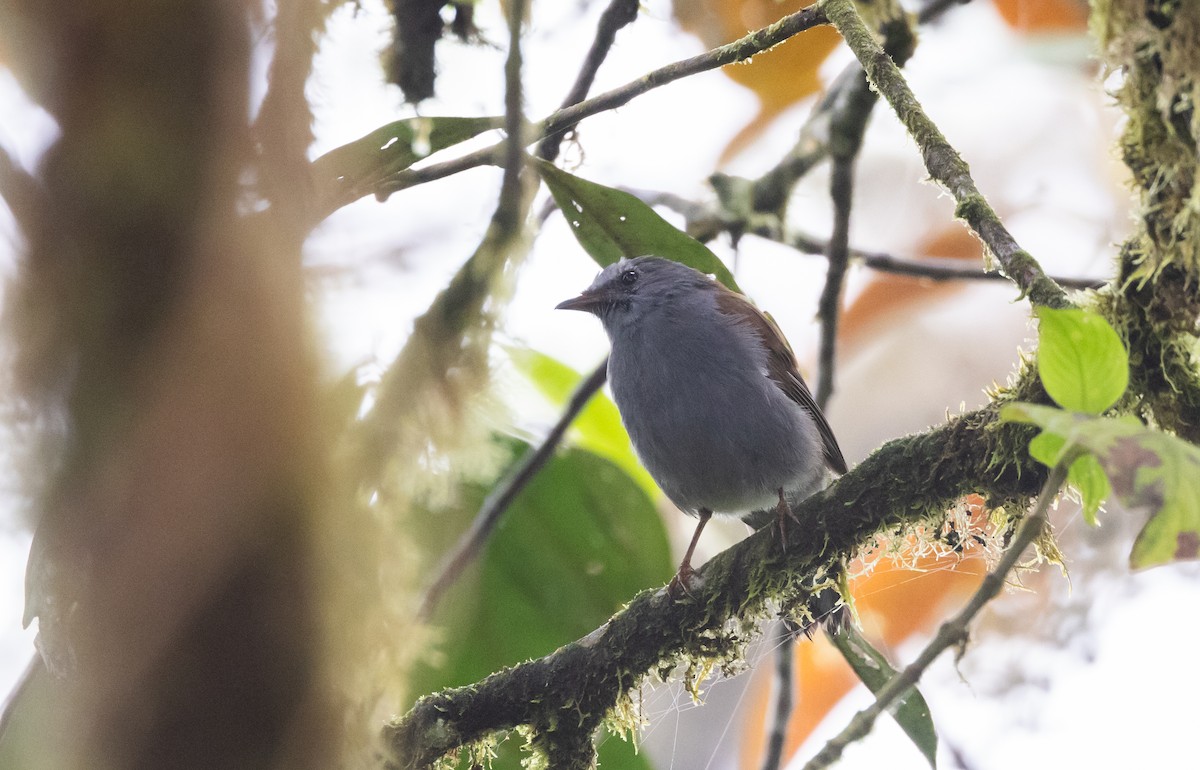 Andean Solitaire (plumbeiceps) - ML611744548