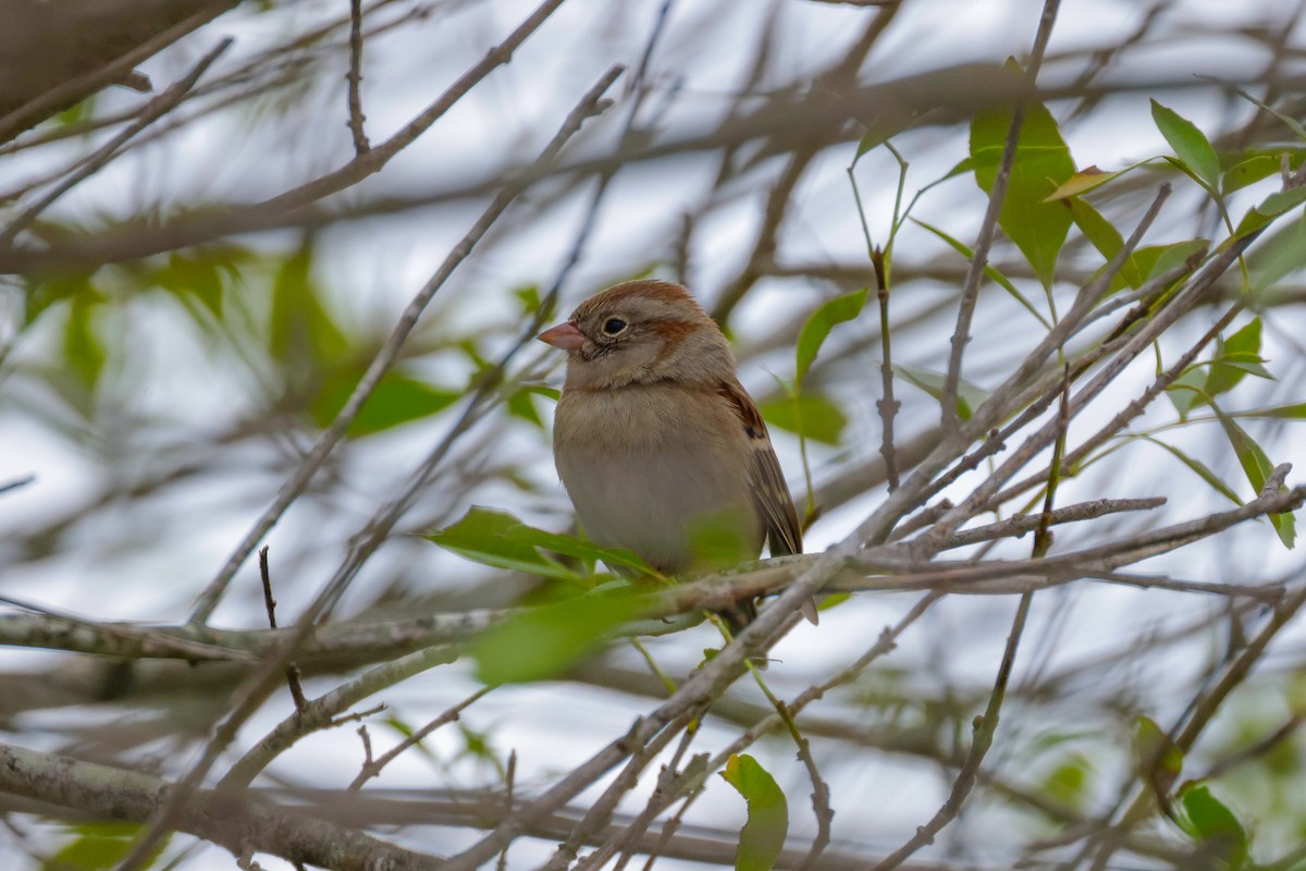 Field Sparrow - ML611744616