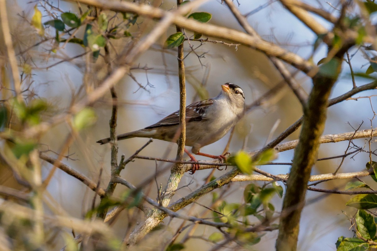 White-crowned Sparrow - ML611744630