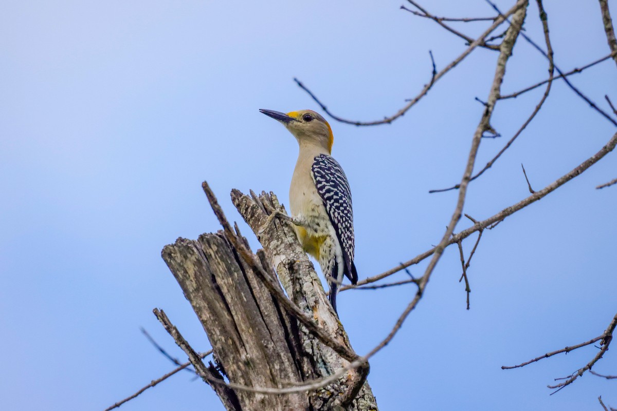 Golden-fronted Woodpecker (Northern) - ML611744782