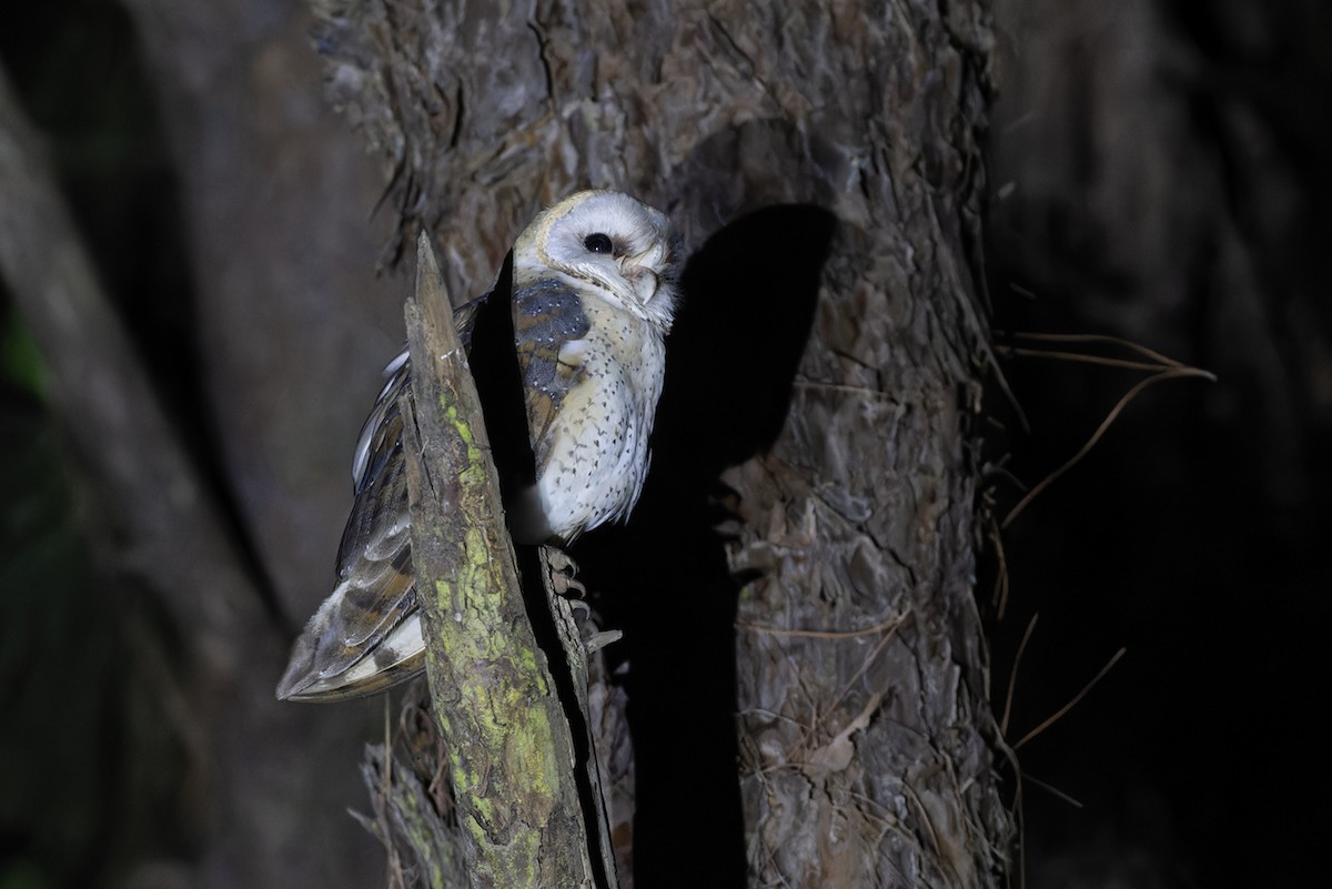 Barn Owl (African) - ML611744836