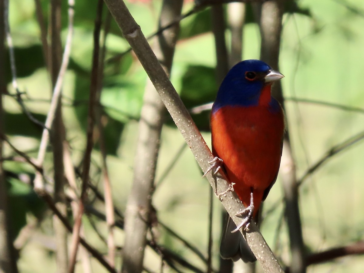 Painted Bunting - ML611744865