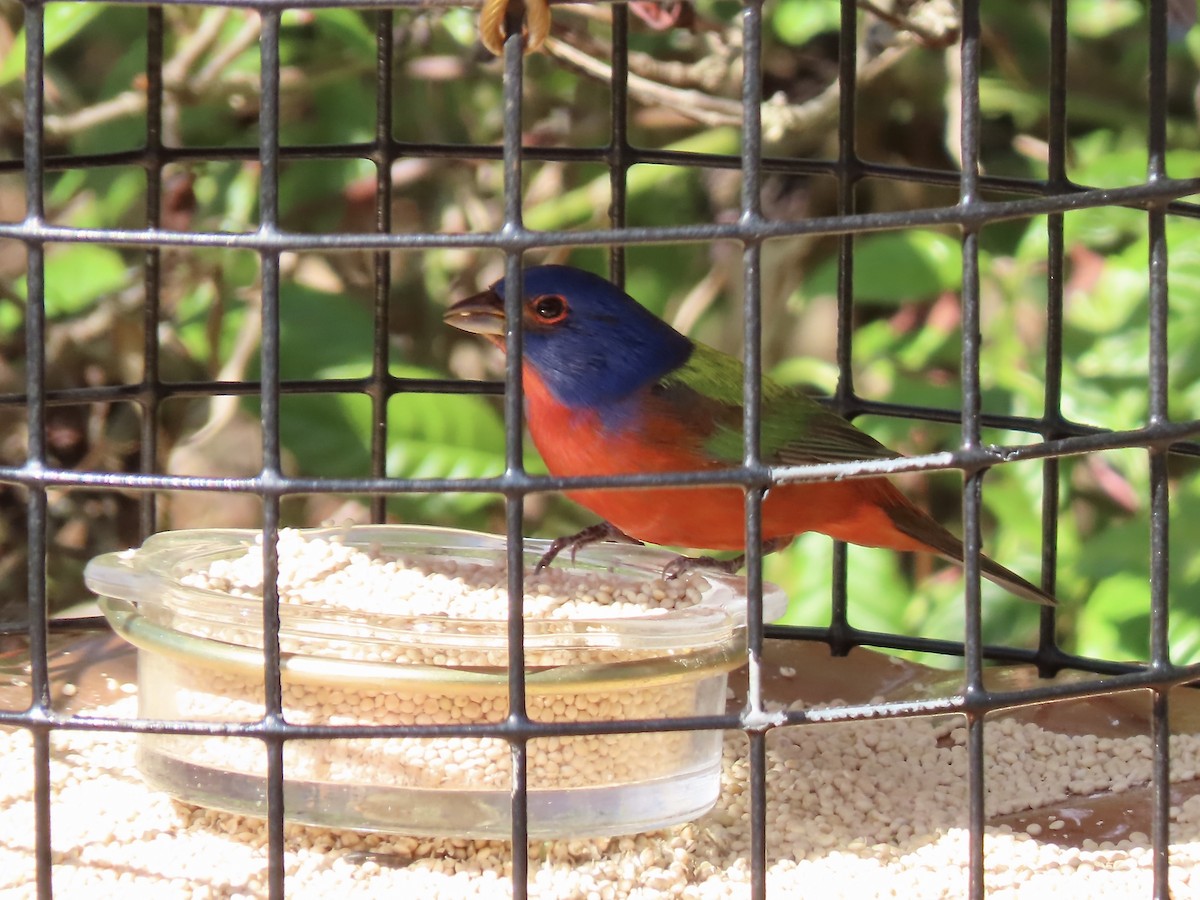 Painted Bunting - ML611744869