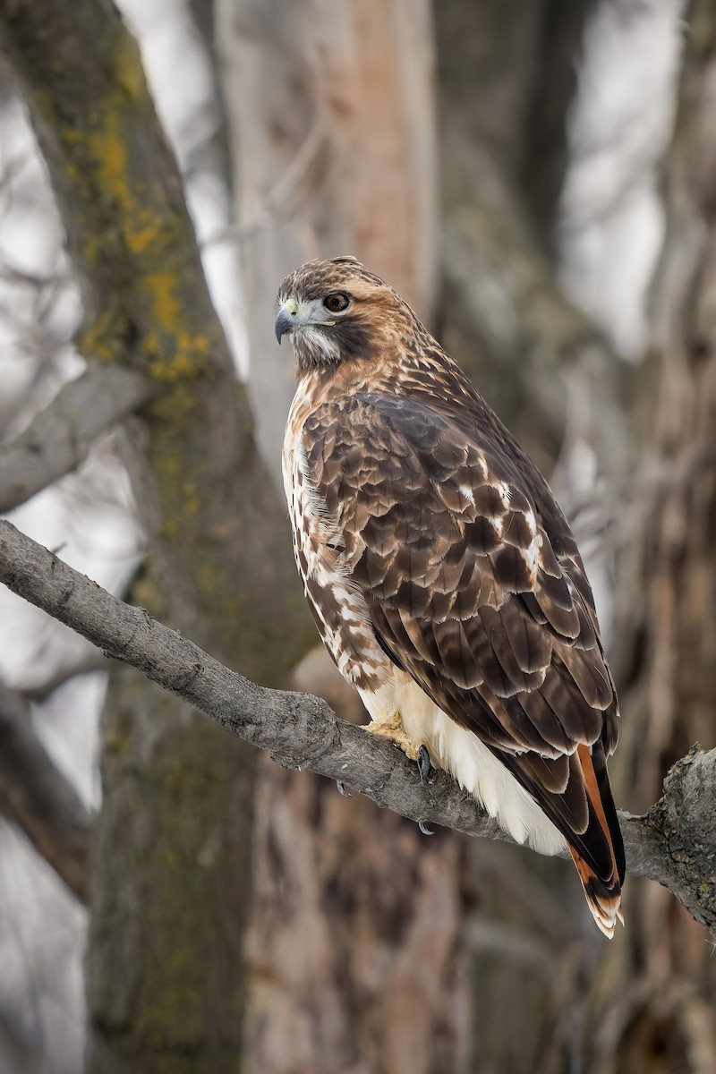 Red-tailed Hawk - ML611744876