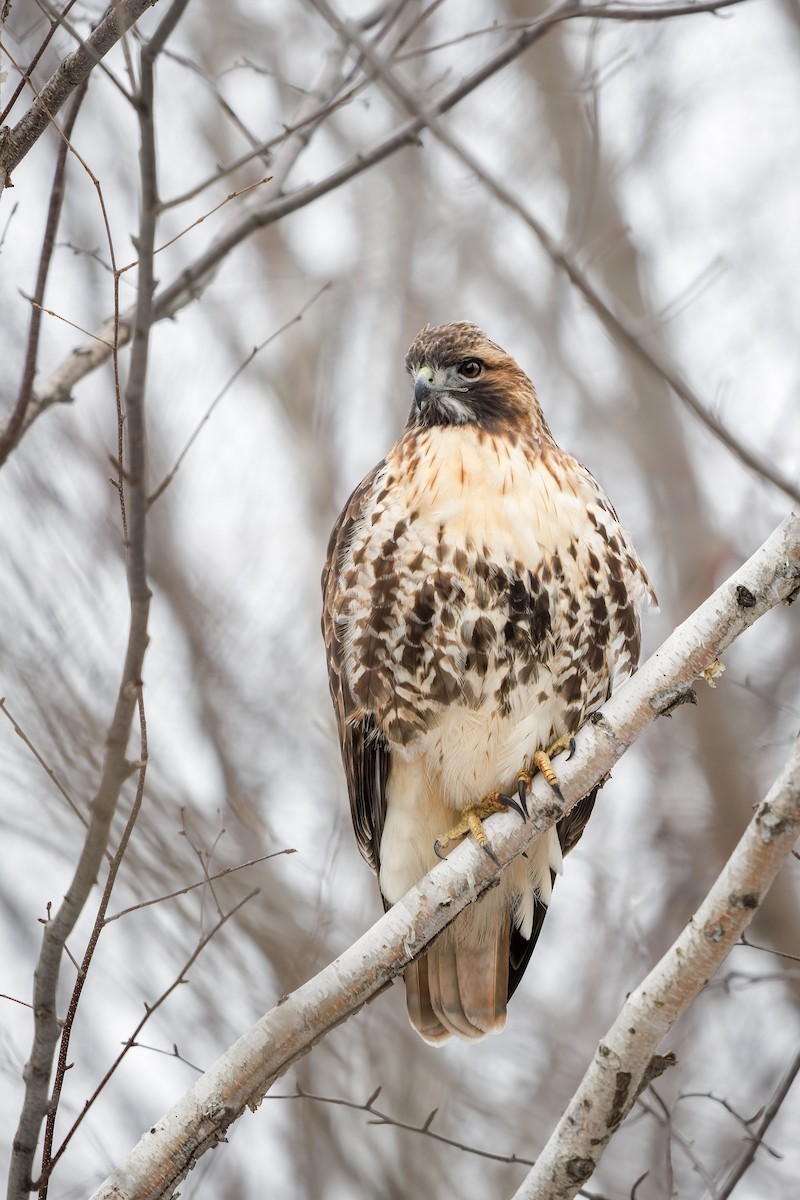 Red-tailed Hawk - ML611744878