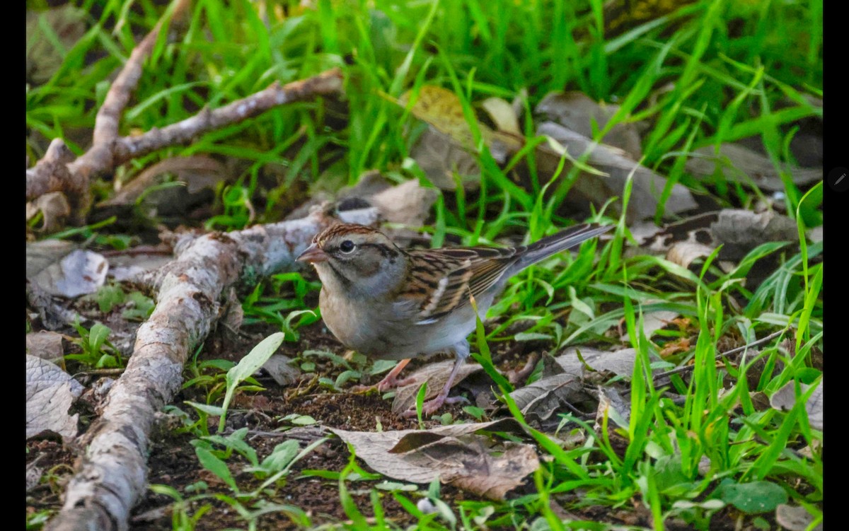 Chipping Sparrow - ML611744881