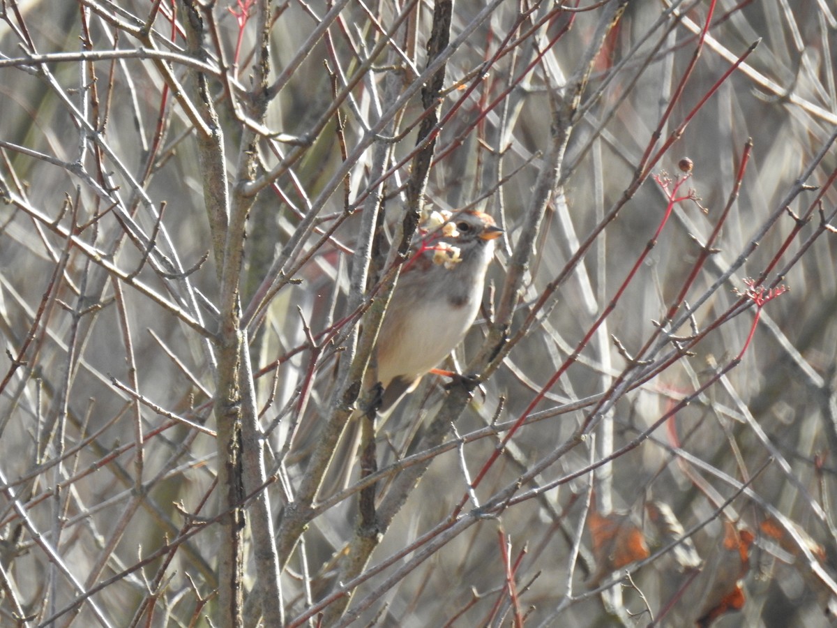 American Tree Sparrow - ML611744886