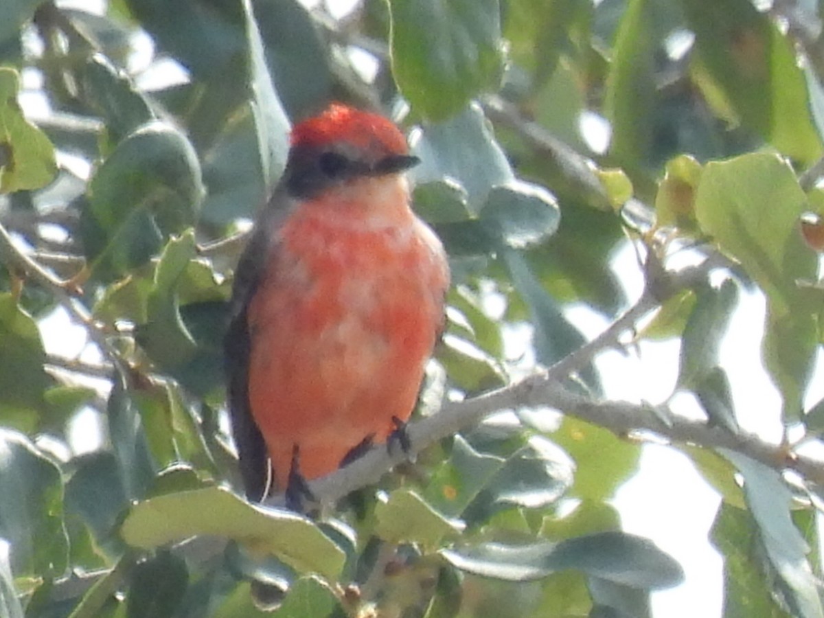 Vermilion Flycatcher - ML611744891