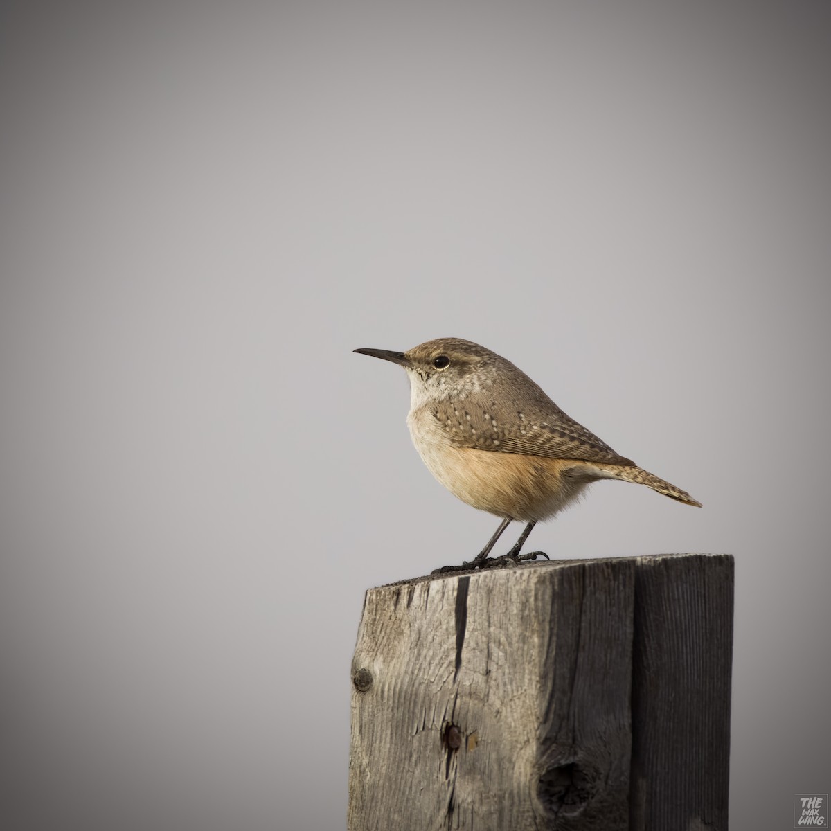 Rock Wren - ML611744896