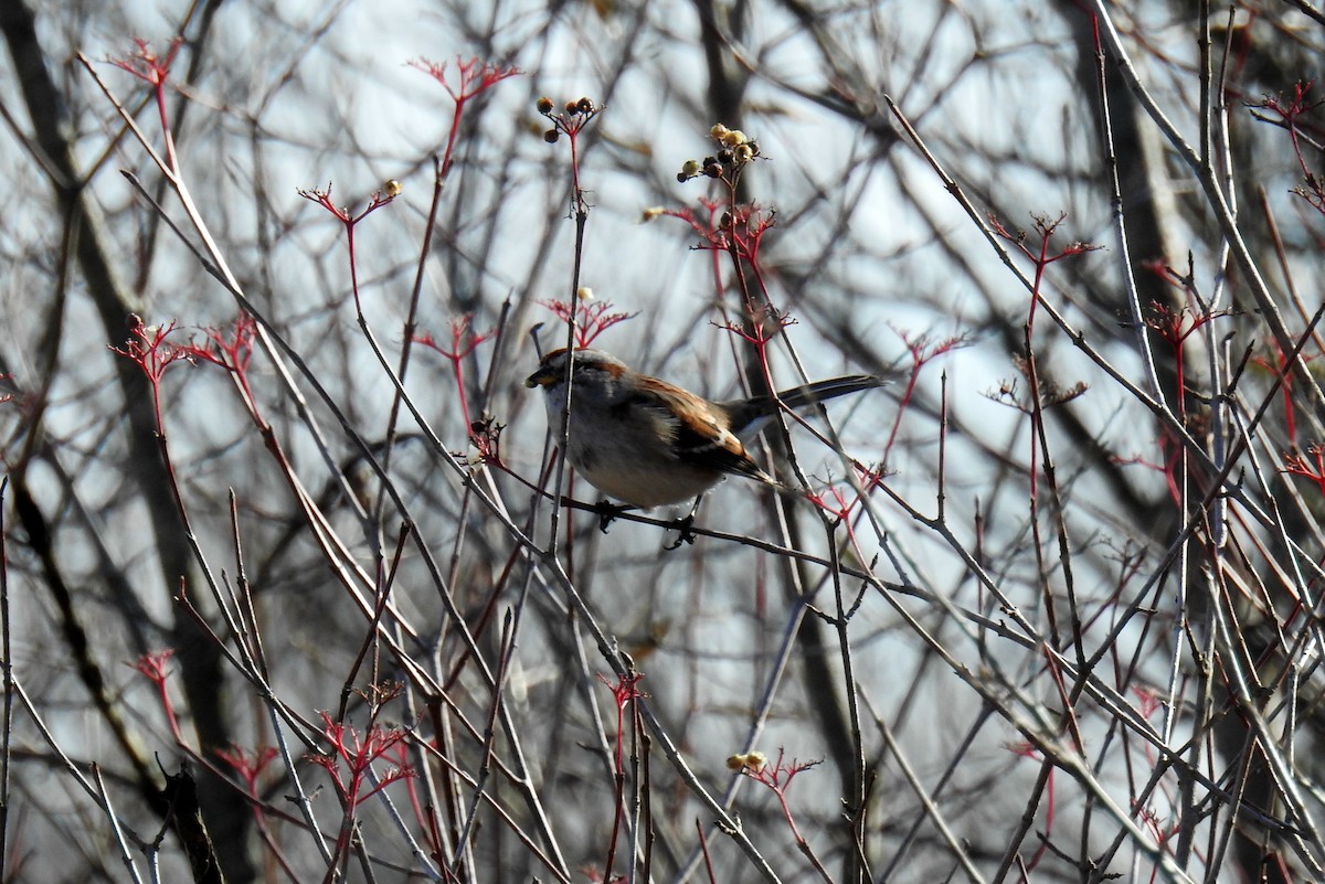 American Tree Sparrow - ML611744898