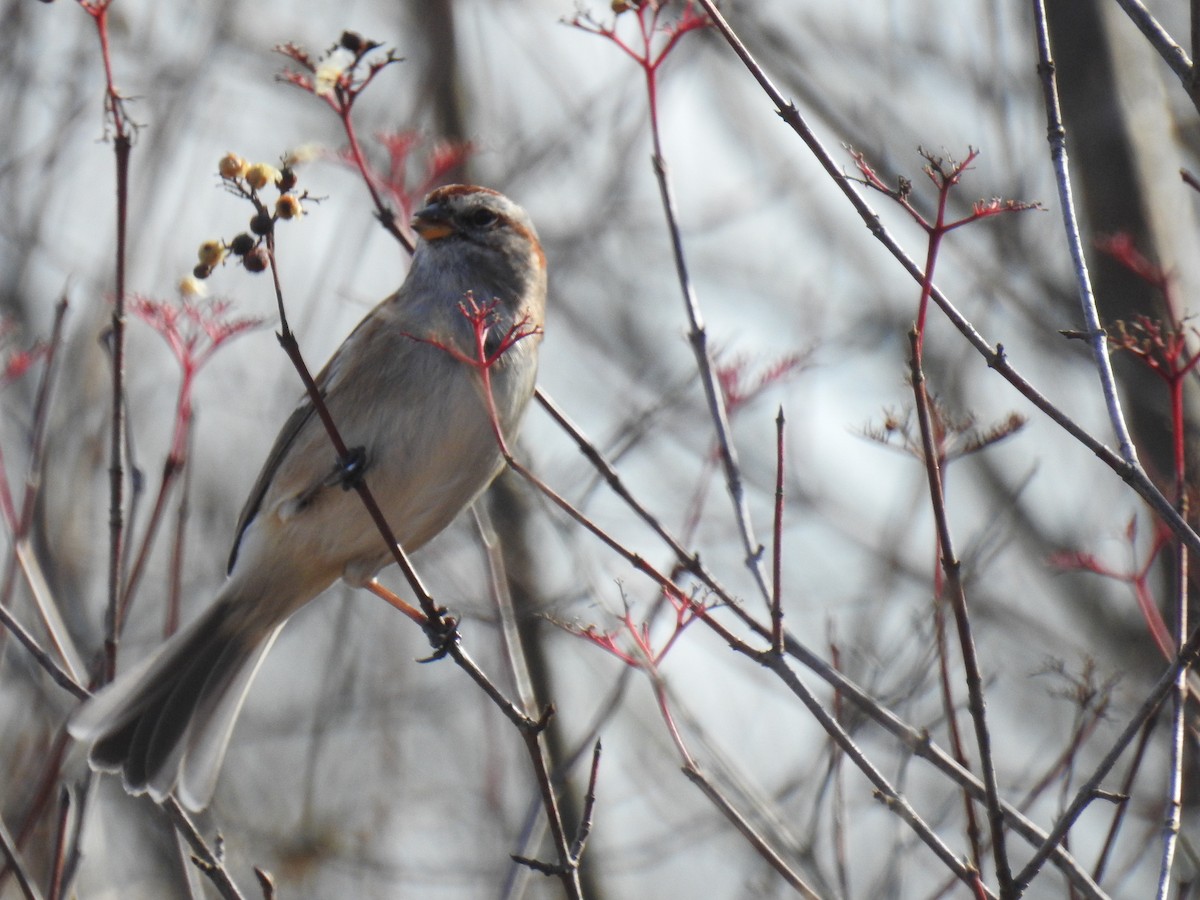 American Tree Sparrow - ML611744900