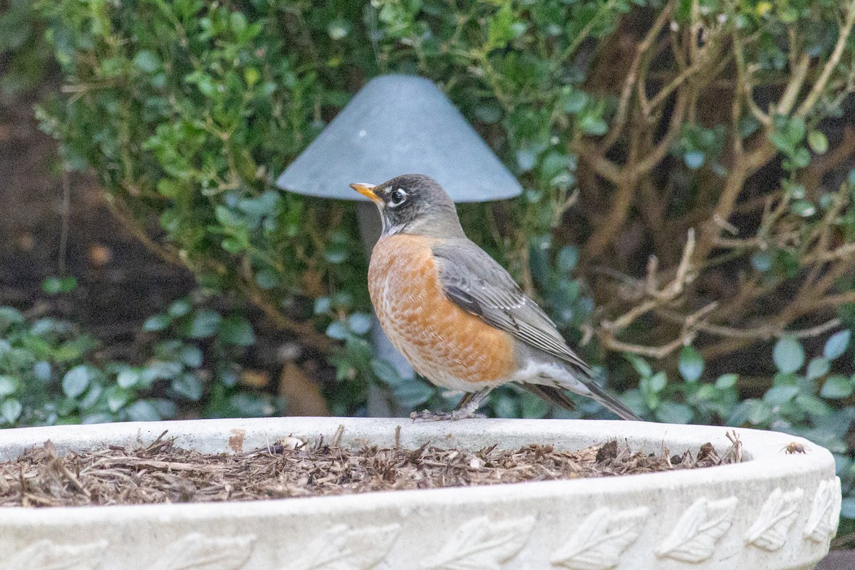 American Robin - ML611745049
