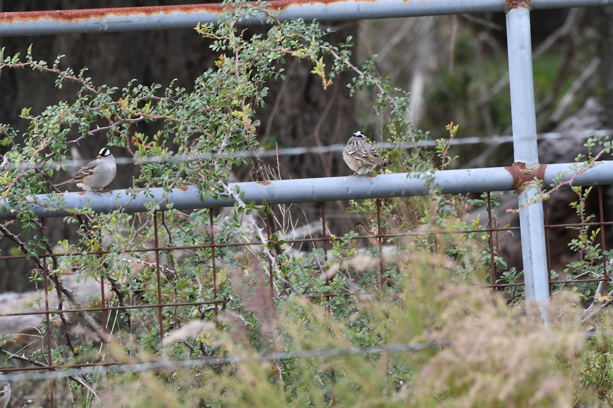 White-crowned Sparrow - ML611745054