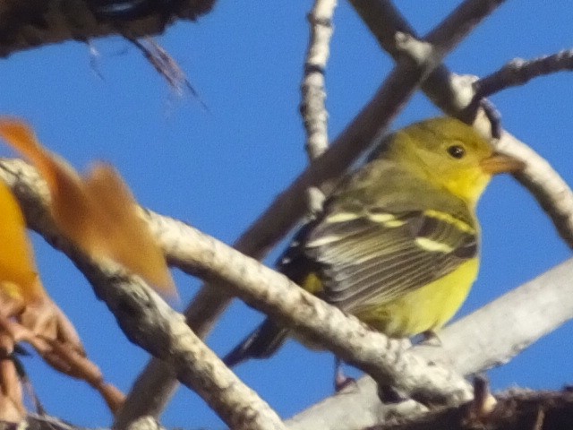 Western Tanager - ML611745058