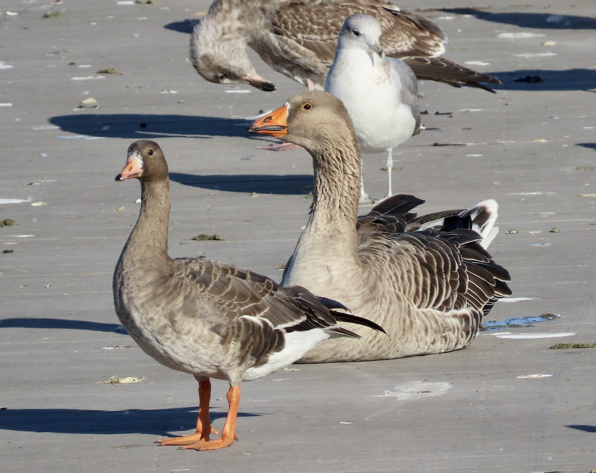 Graylag Goose (Domestic type) - ML611745065