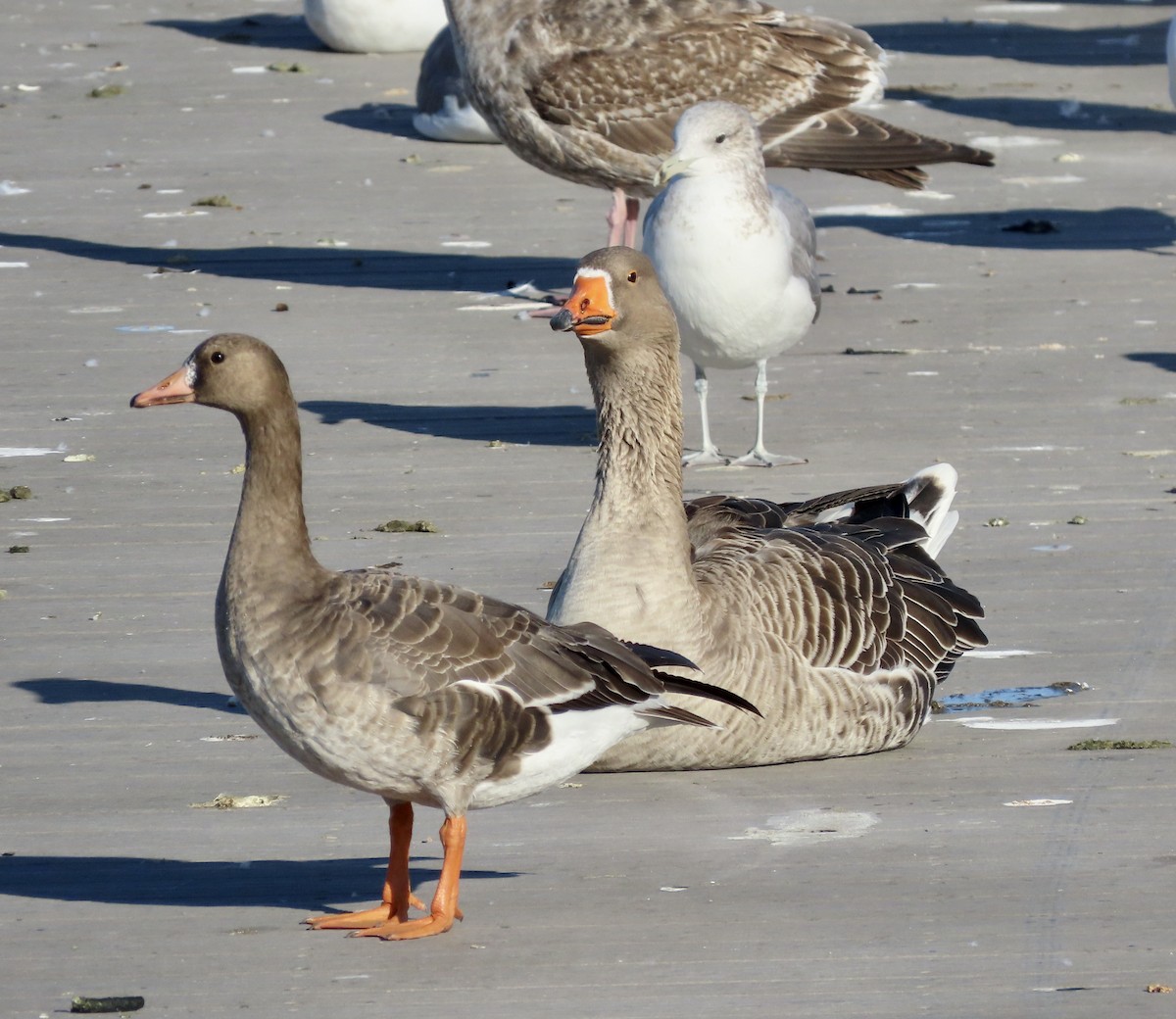 Graylag Goose (Domestic type) - ML611745067