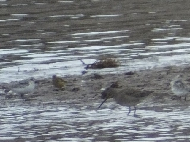 Long-billed Dowitcher - ML611745086