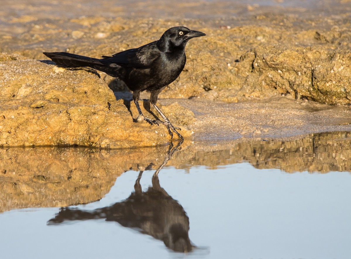 Great-tailed Grackle - ML611745114