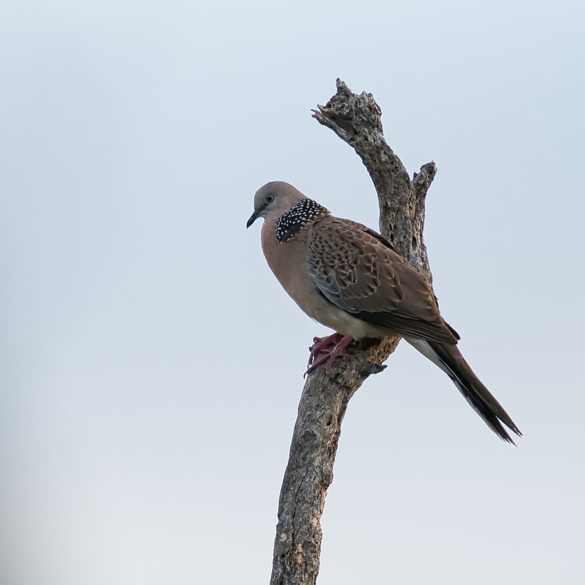 Spotted Dove - ML611745365