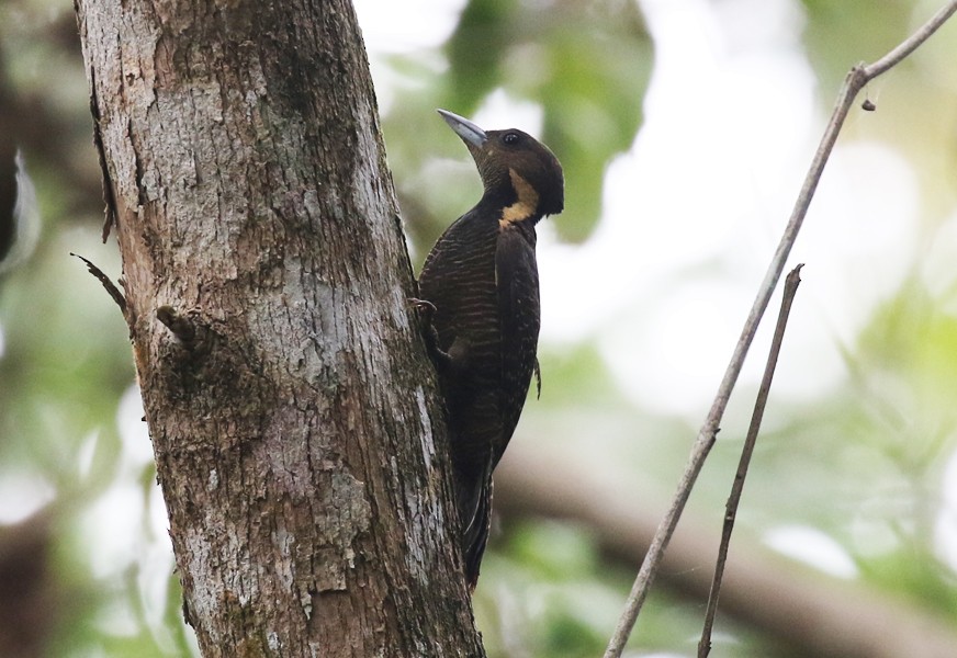 Buff-necked Woodpecker - ML611745412