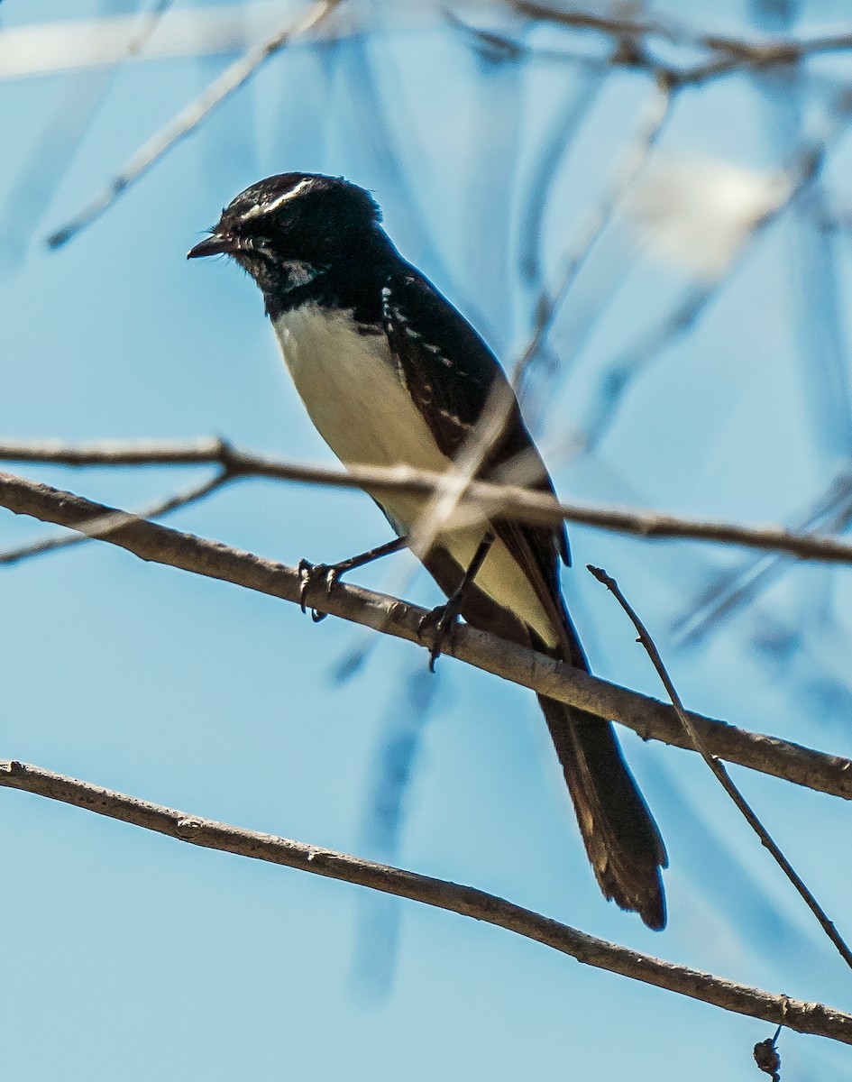 Willie-wagtail - ML611745565