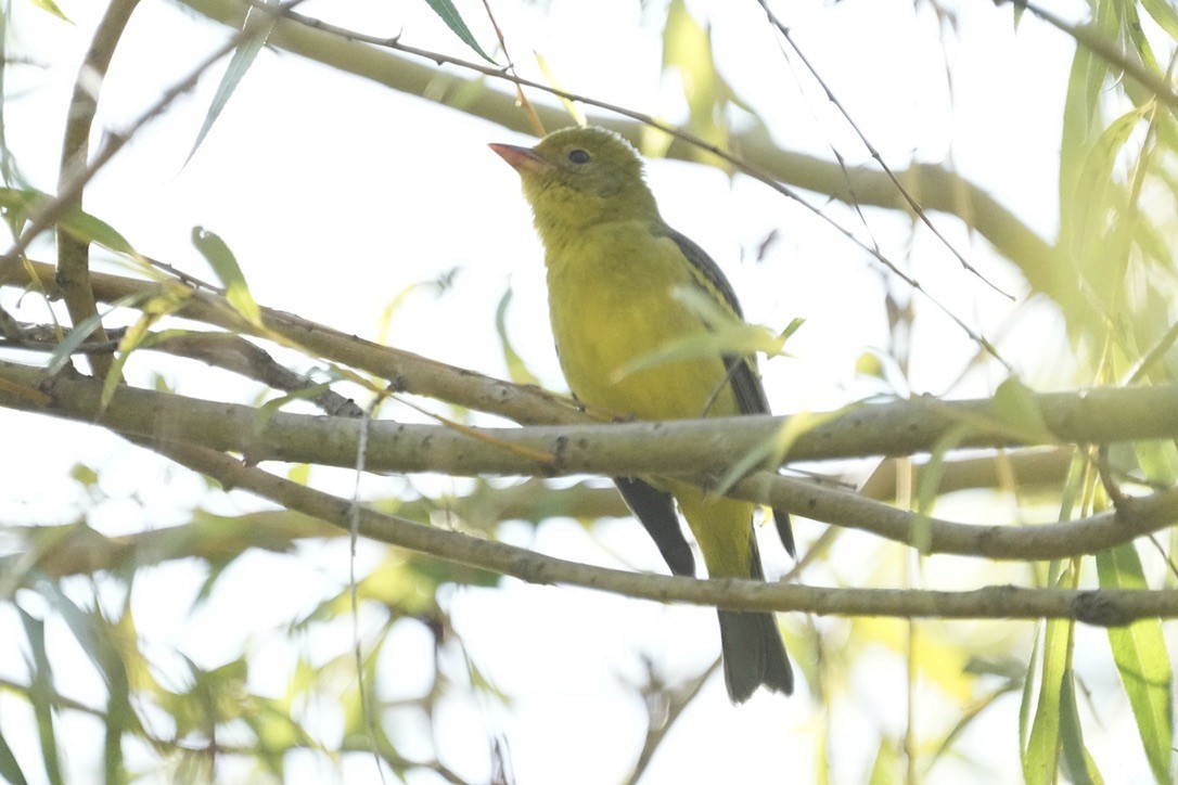 Western Tanager - ML611745570