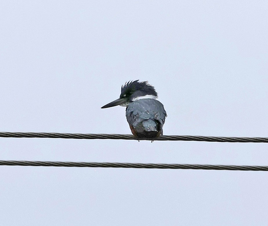 Ringed Kingfisher (Patagonian) - ML611745681