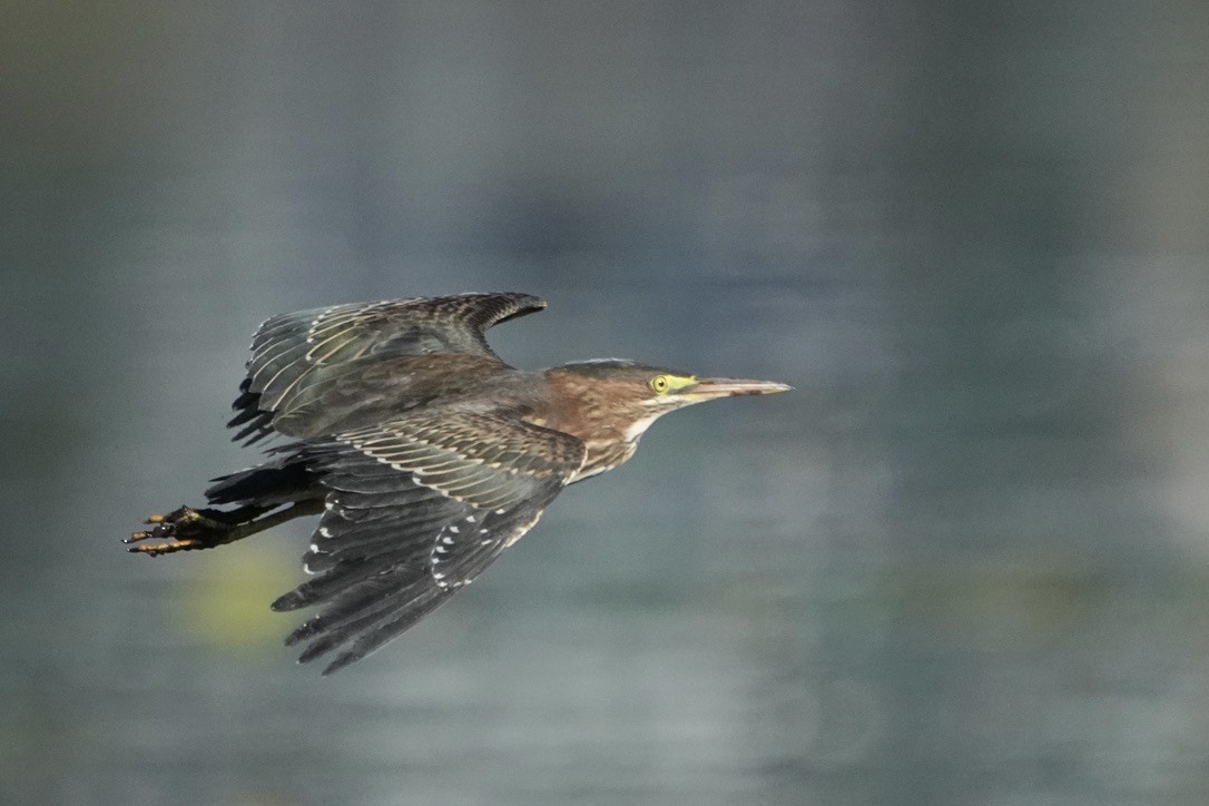 Green Heron - ML611745685