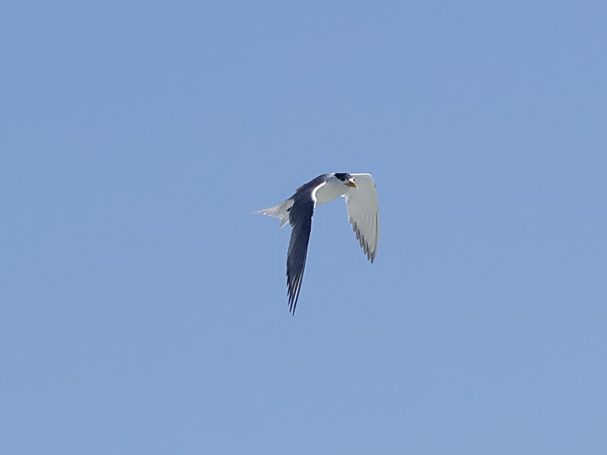 Great Crested Tern - ML611745688