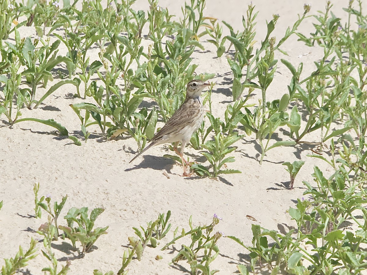 Australian Pipit - ML611745700