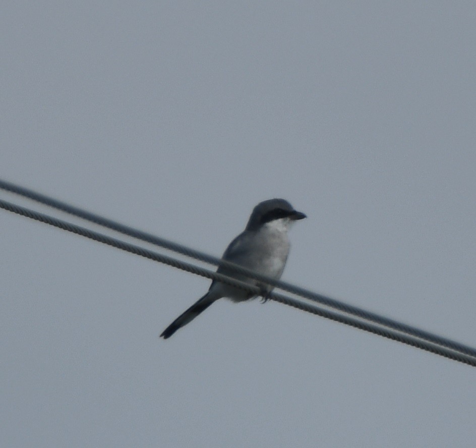 Loggerhead Shrike - ML611745816