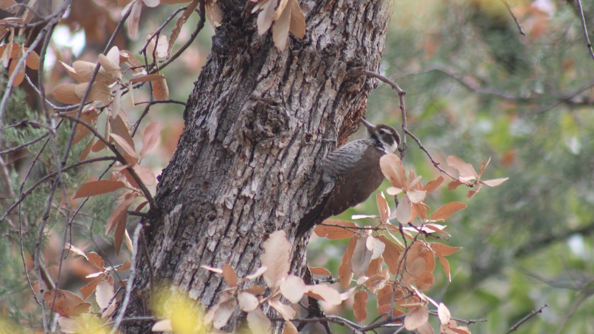 Arizona Woodpecker - ML611745848