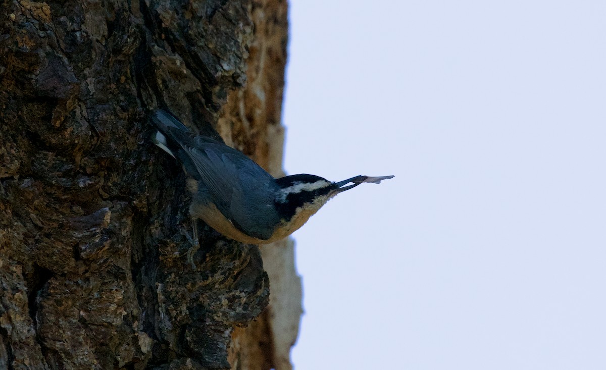 Red-breasted Nuthatch - ML611745880