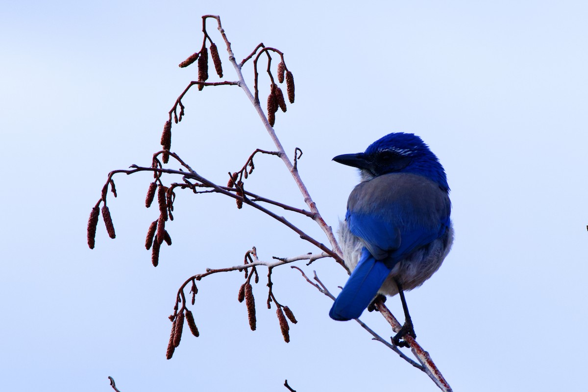 California Scrub-Jay - ML611746116