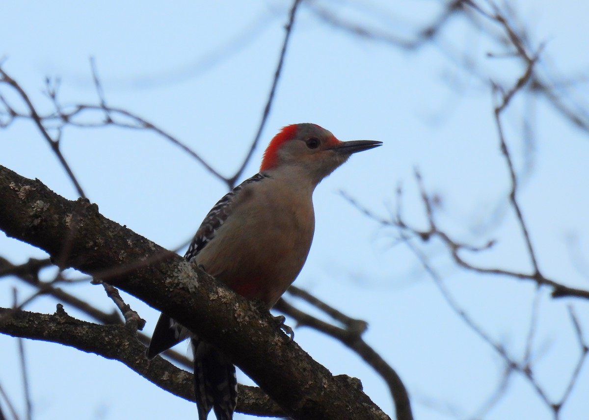Red-bellied Woodpecker - ML611746122