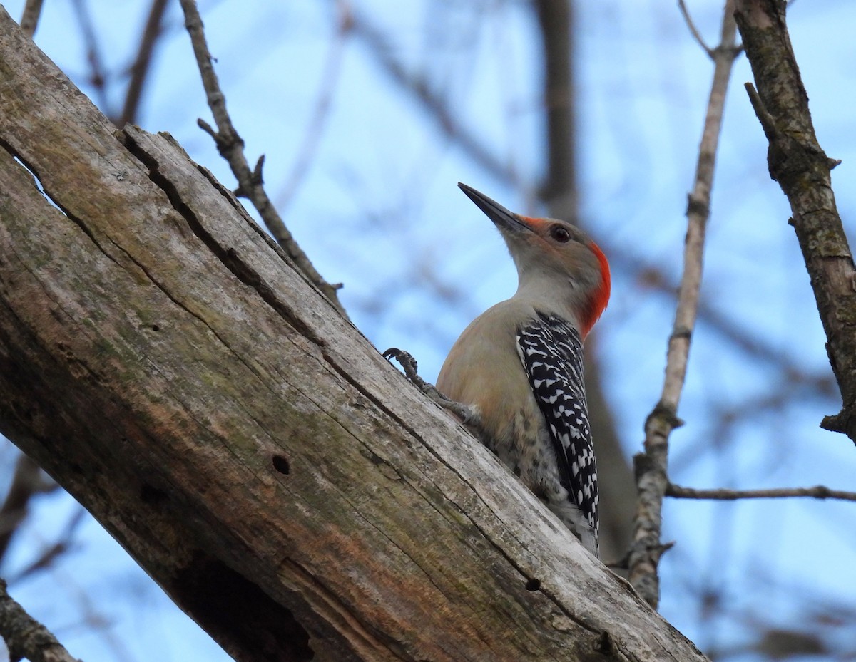 Red-bellied Woodpecker - ML611746123