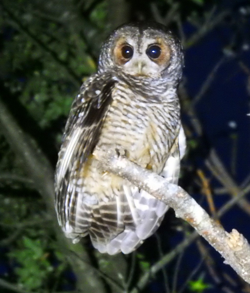 Rufous-legged Owl - ML611746140
