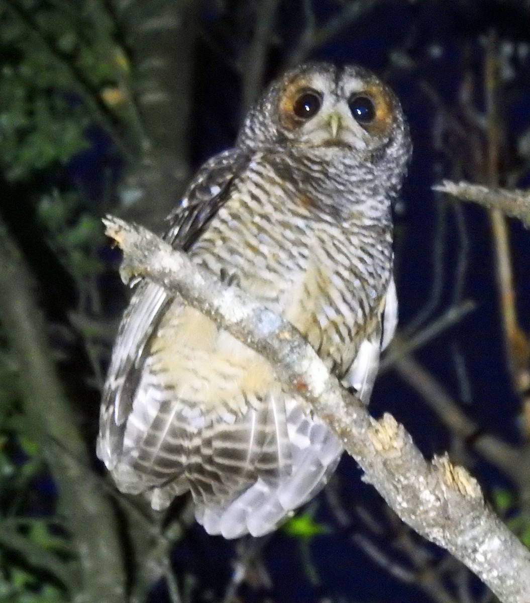 Rufous-legged Owl - ML611746141