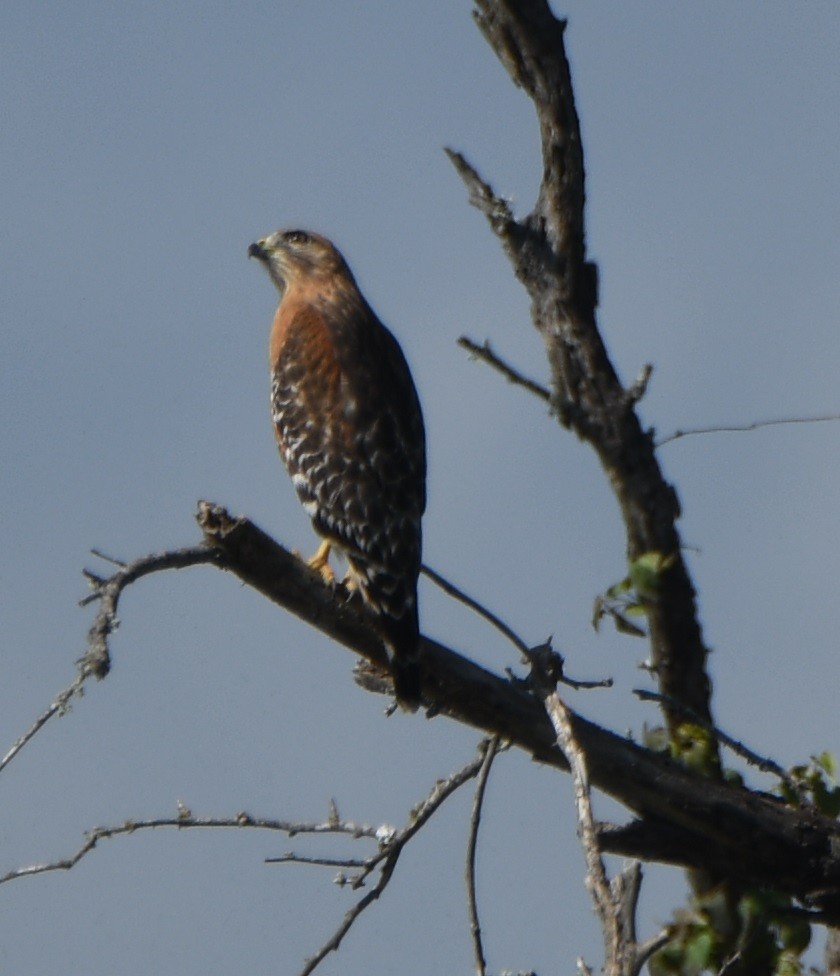 Red-shouldered Hawk - ML611746161