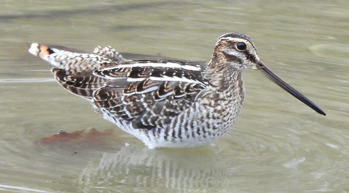 Wilson's Snipe - ML611746167