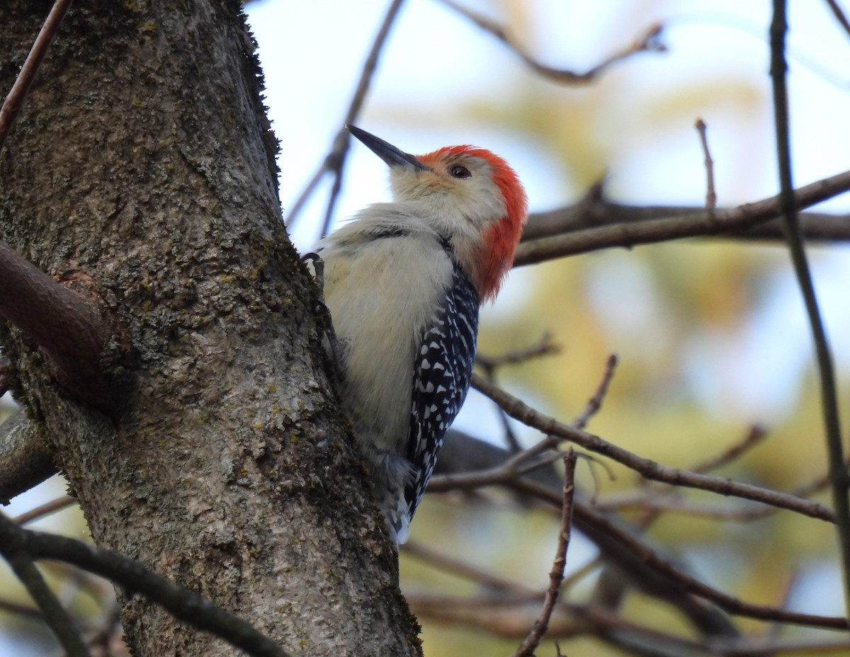Red-bellied Woodpecker - ML611746188