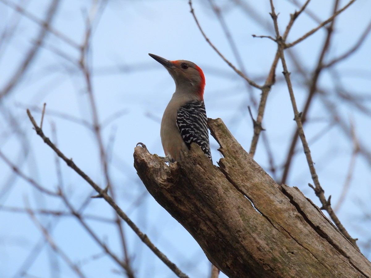 Red-bellied Woodpecker - ML611746189
