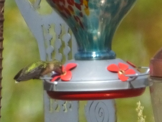 Calliope Hummingbird - ML611746197