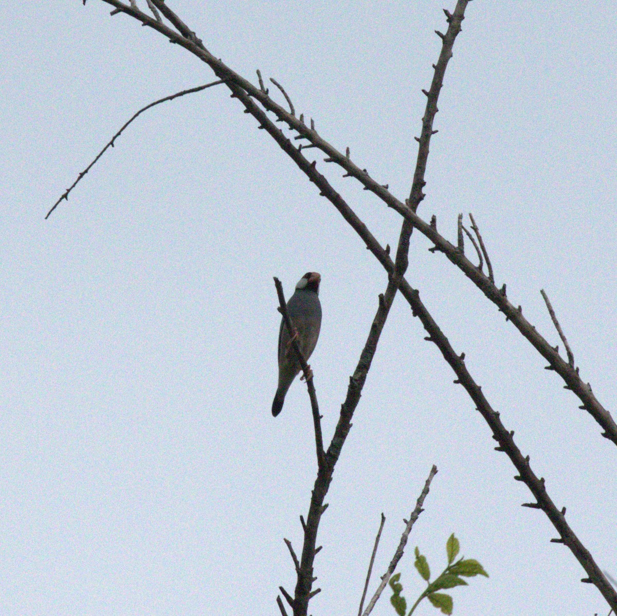 Java Sparrow - ML611746199