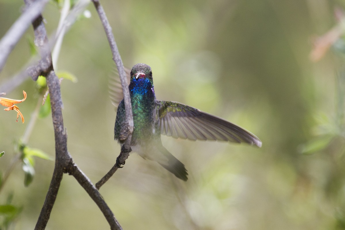 Broad-billed Hummingbird - Liam Wolff