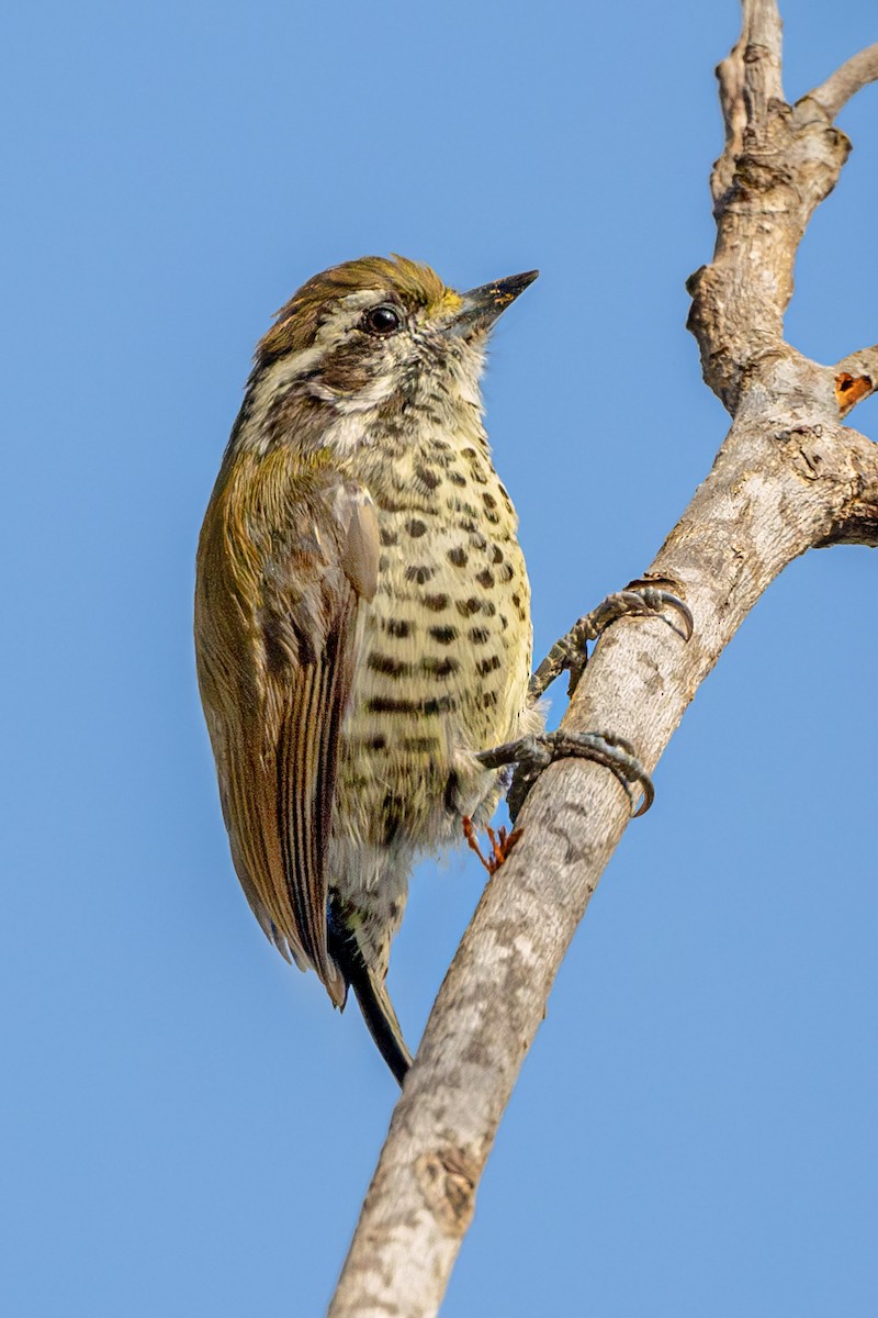 Speckled Piculet - ML611746669